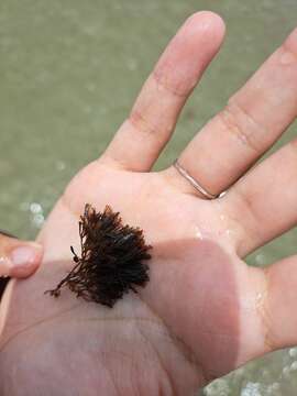 Bugula neritina (Linnaeus 1758) resmi