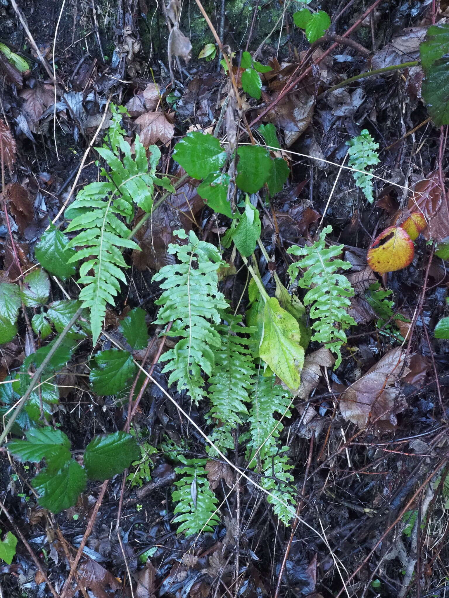 Image of Cranfillia deltoides