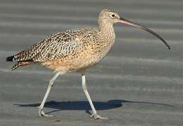 Image of Long-billed Curlew