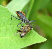 Plancia ëd Rhynocoris tristis (Stål 1855)