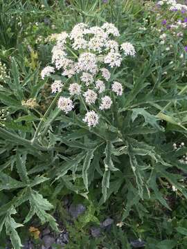 Image of Heracleum freynianum Somm. & Levier