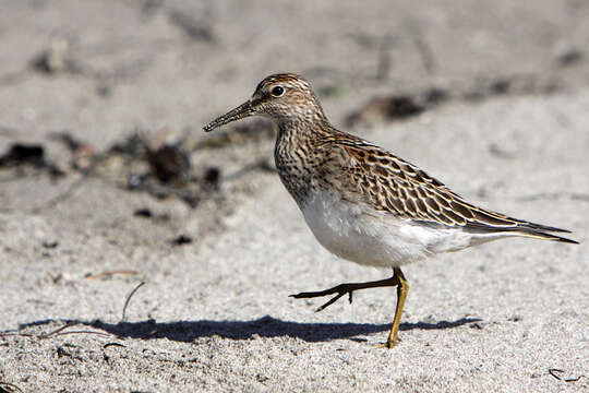 Image of Pectoral Sandpiper