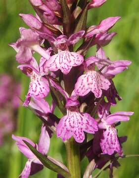 Image of Common spotted orchid