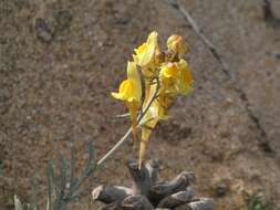 Plancia ëd Linaria polygalifolia Hoffmgg. & Link