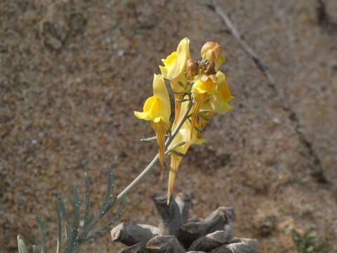 Plancia ëd Linaria polygalifolia Hoffmgg. & Link