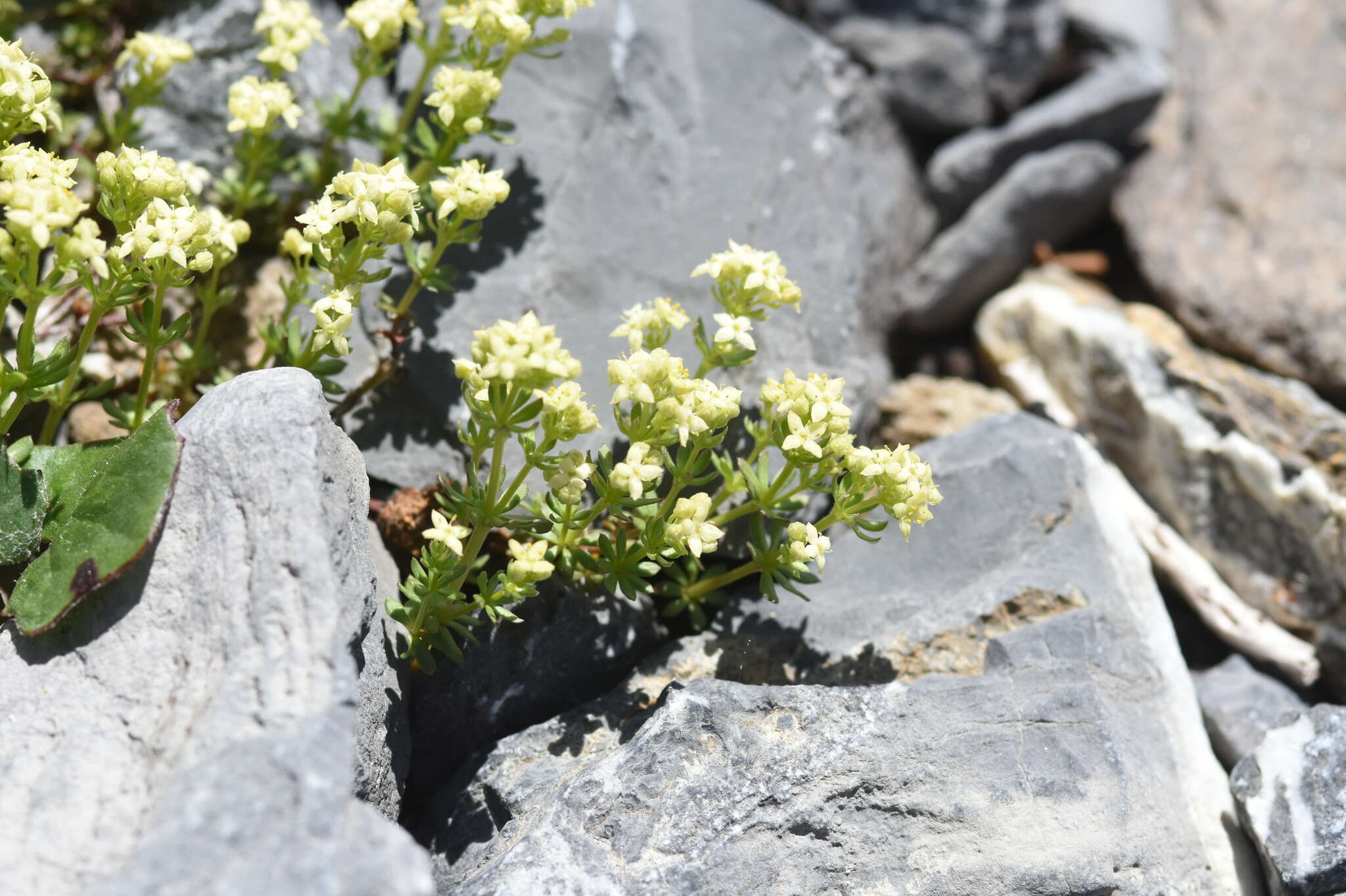 Imagem de Galium megalospermum All.