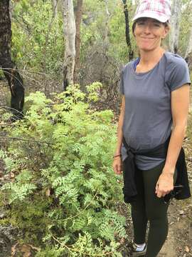 Image of Fuchsia grevillea