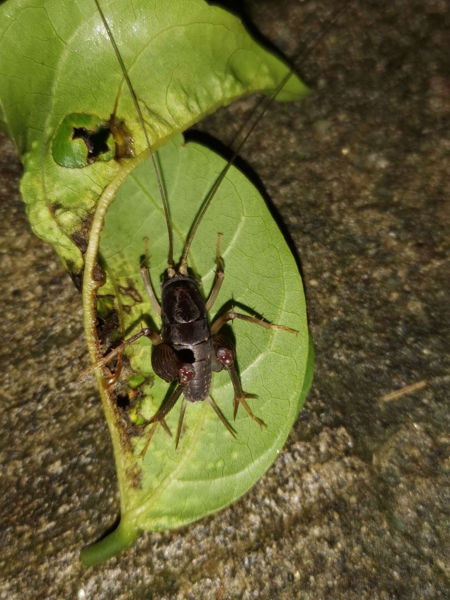 Image of Rhaphidophora xishuang Gorochov 2012