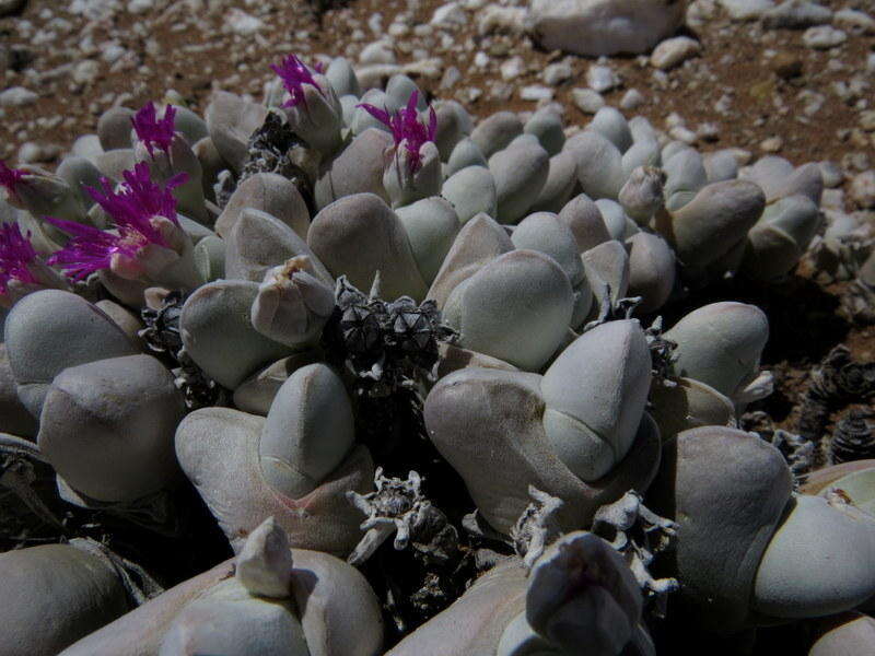 Imagem de Gibbaeum pubescens (Lettsom ex Haw.) N. E. Br.