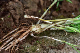 Image of Allium macrostemon Bunge