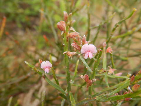 Слика од Jacksonia thesioides Benth.