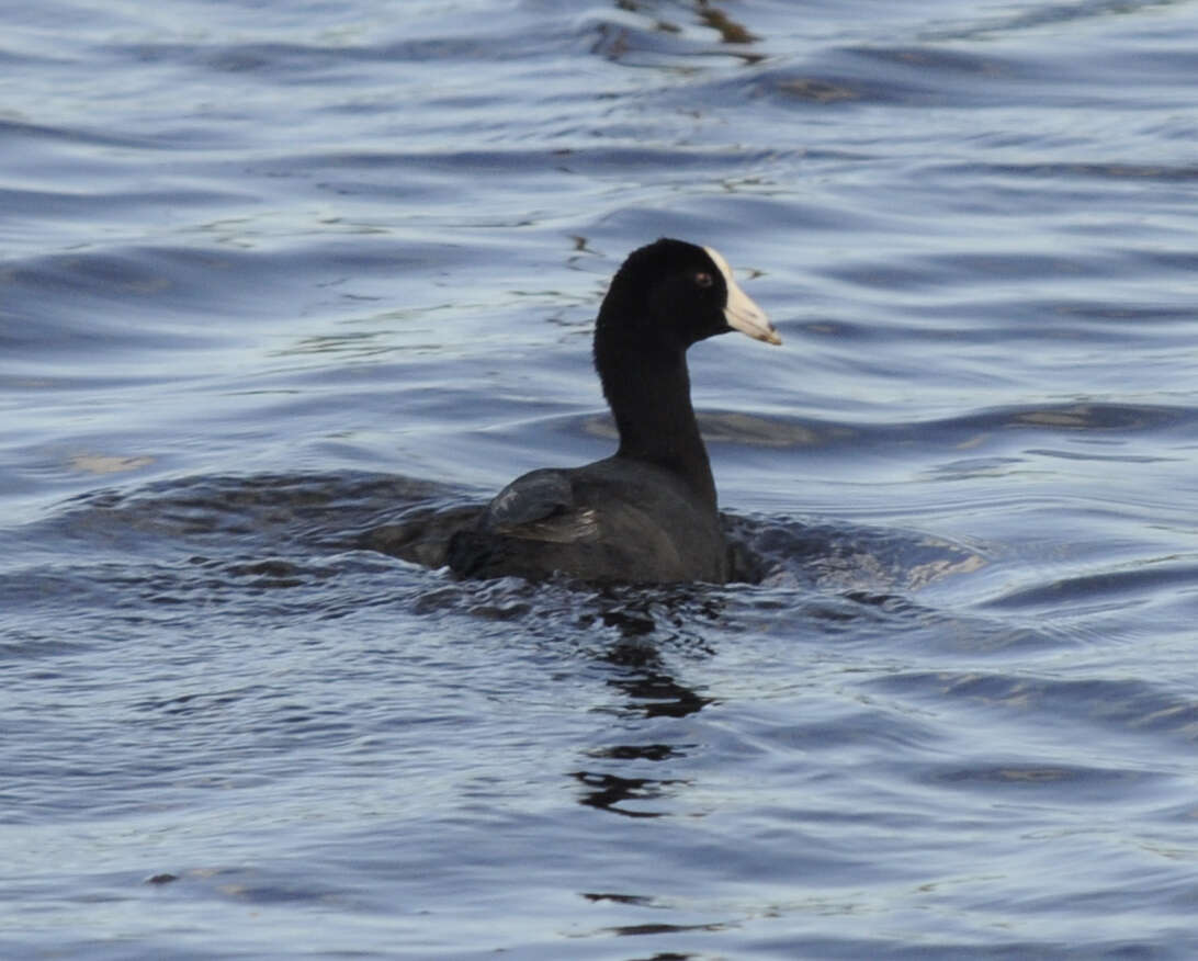 Image of Fulica Linnaeus 1758