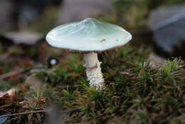 Image of verdigris agaric