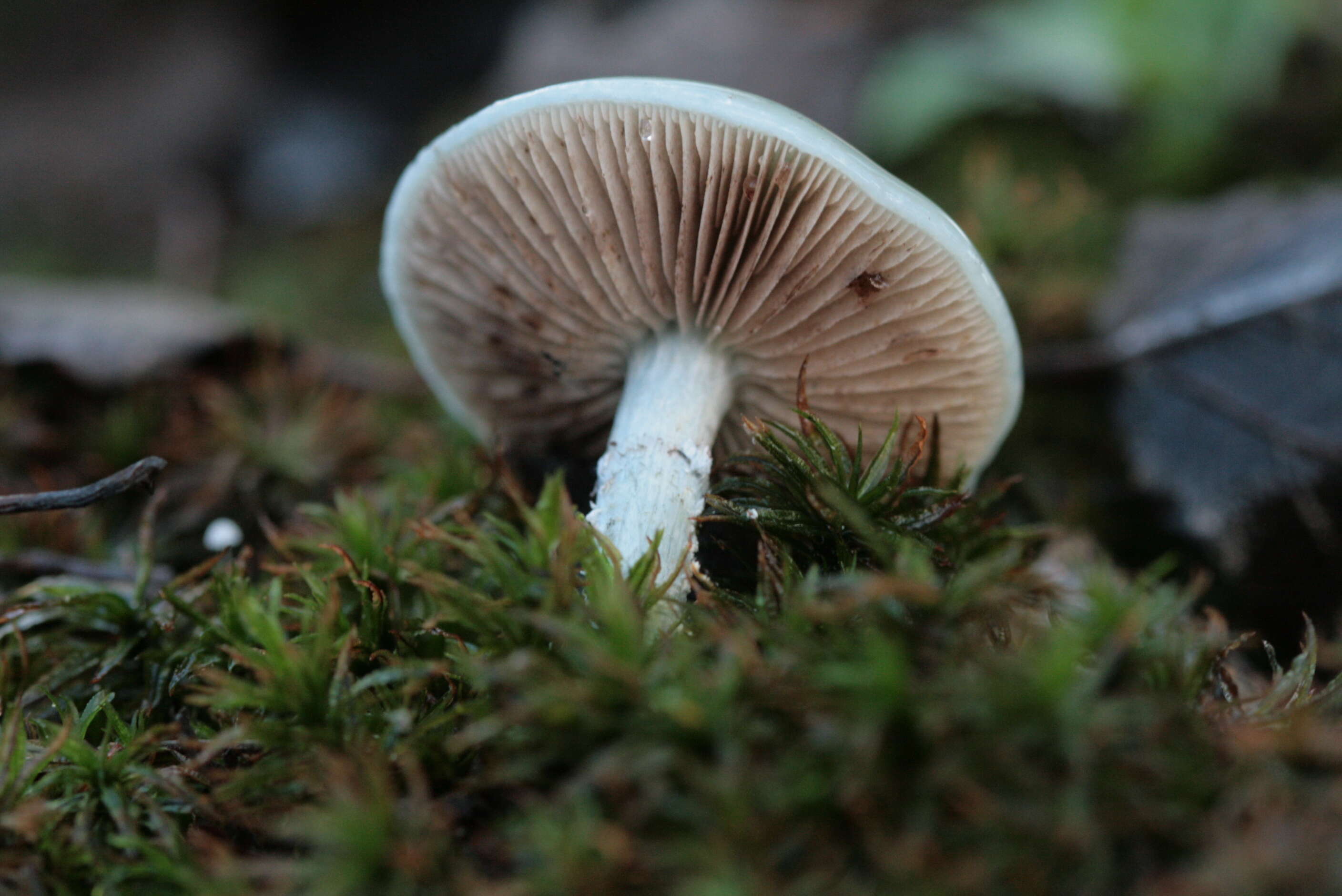 Image of Stropharia aeruginosa (Curtis) Quél. 1872