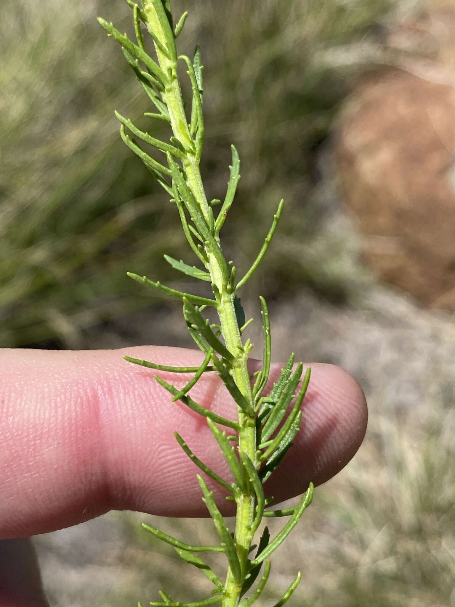 Image of Hebenstretia robusta E. Mey.