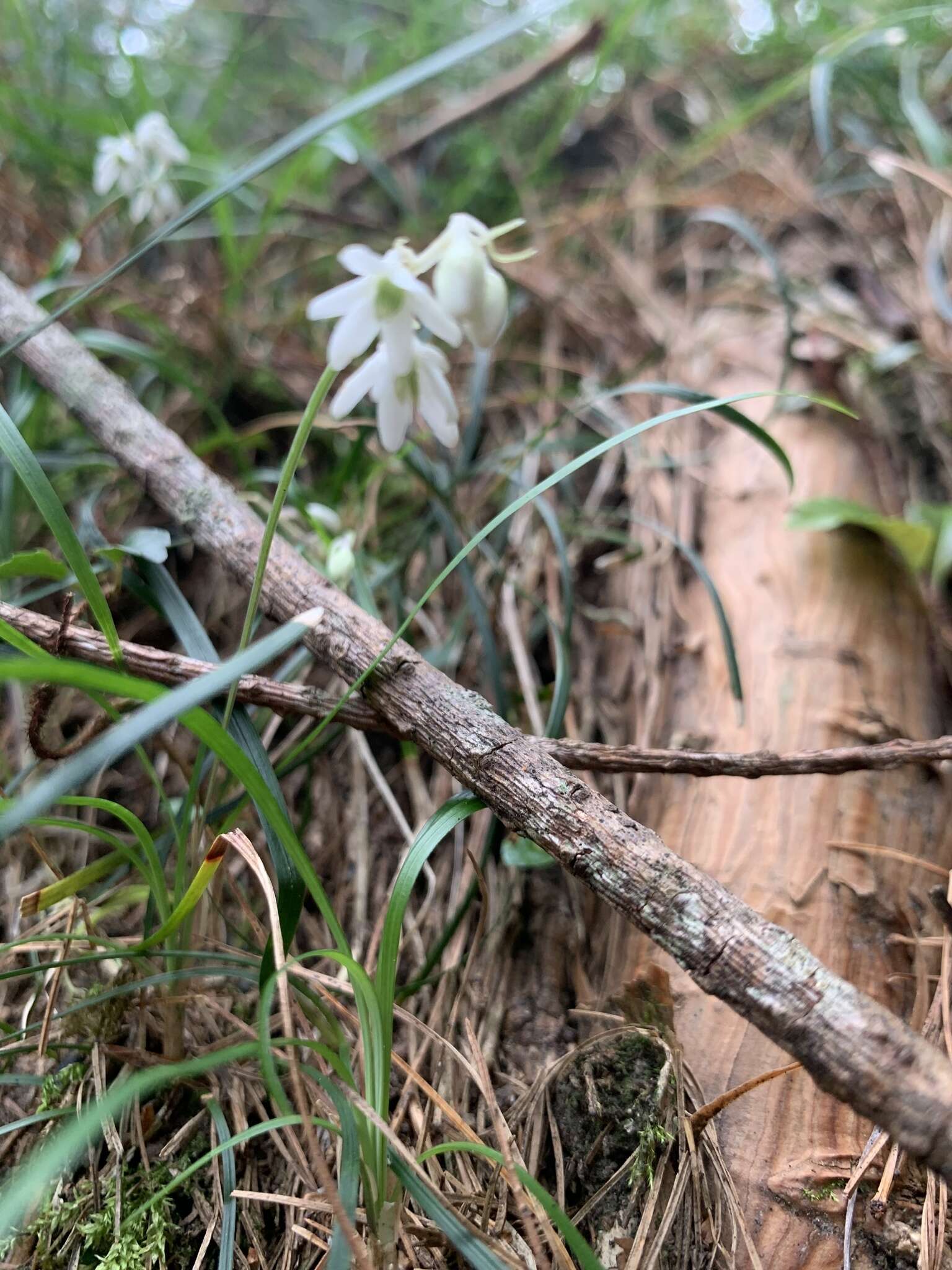 Image of Ophiopogon intermedius D. Don