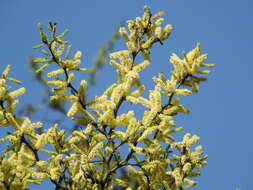 Image of blackbrush acacia