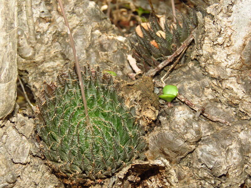 Image of Haworthia arachnoidea var. setata (Haw.) M. B. Bayer