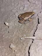 Image of Two-spaded Narrowmouth Toad