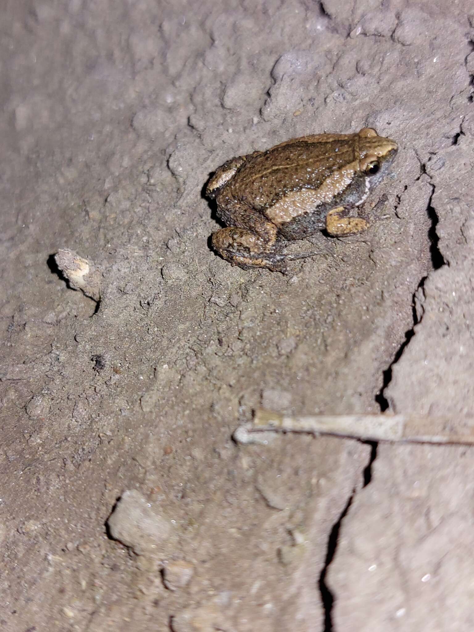 Image of Two-spaded Narrowmouth Toad