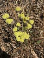 Imagem de Eriogonum nudum var. oblongifolium S. Wats.