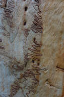 Image of scribbly gum