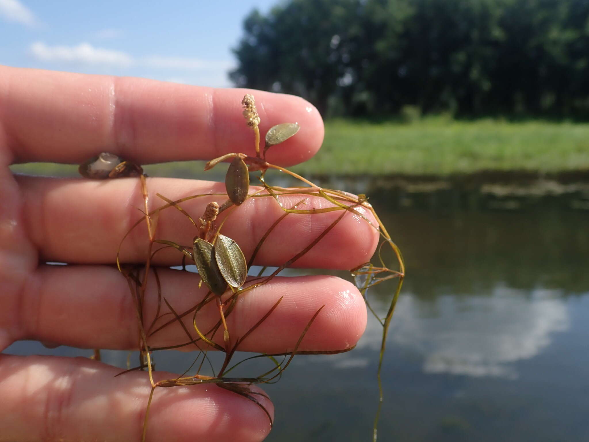 Image of Vasey's pondweed