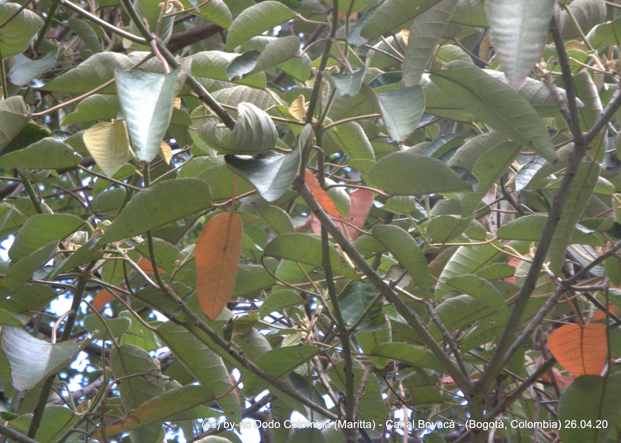 Image of Pterocarpus acapulcensis Rose