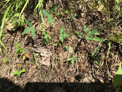 Image de Trifolium virginicum Small & Vail