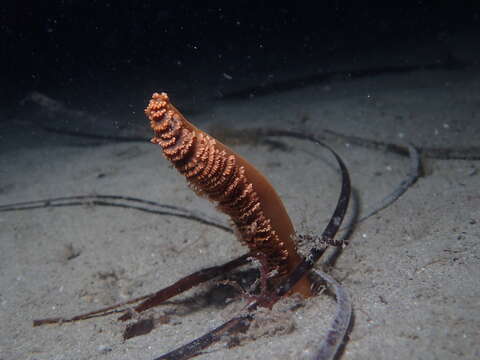 Image of Sarcoptilus shaneparkeri Williams 1995