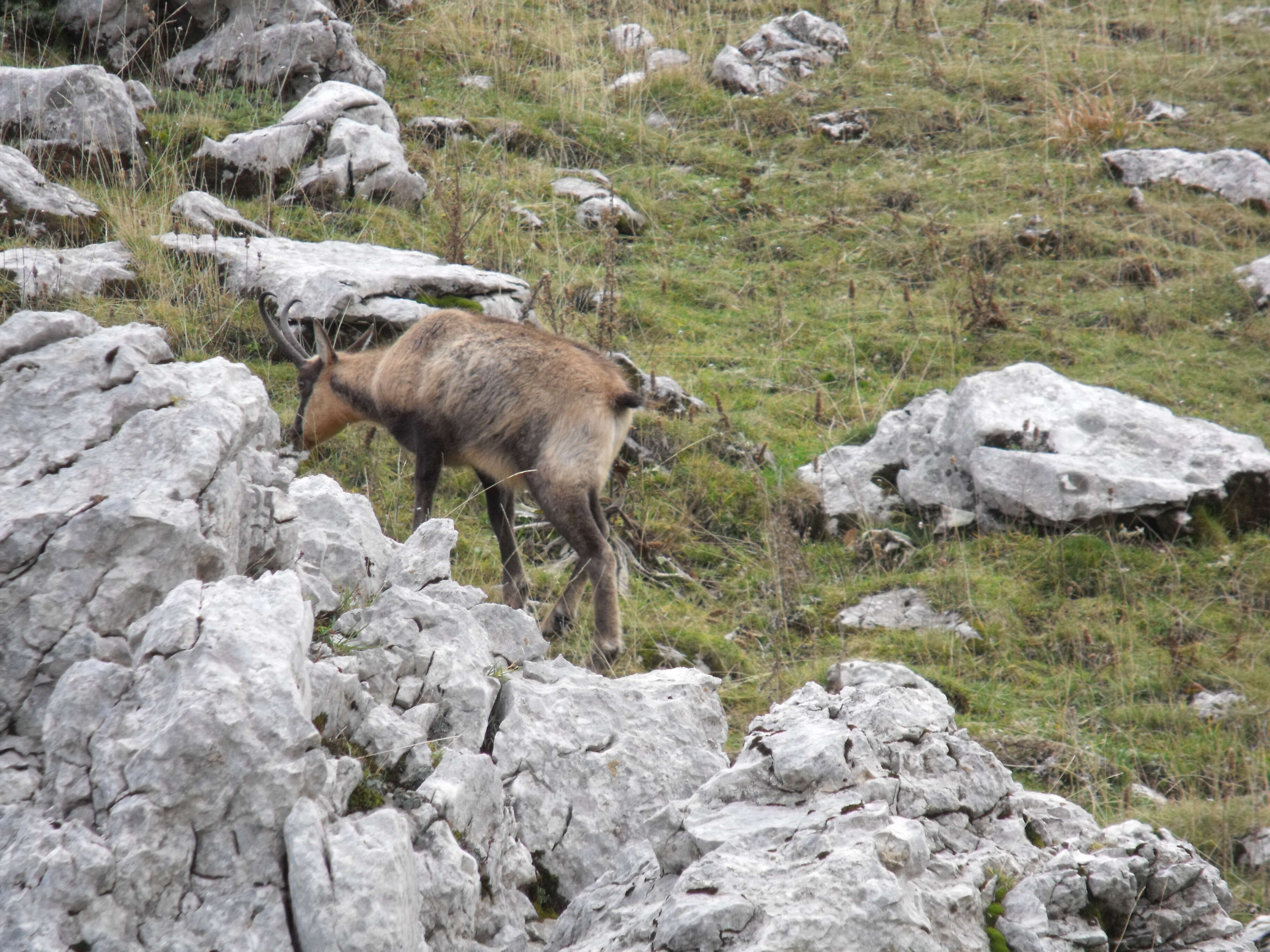 Image of chamois