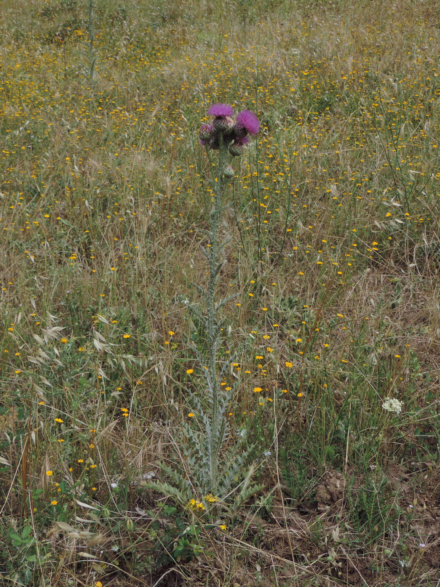 Imagem de Onopordum illyricum subsp. illyricum