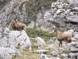 Image of chamois