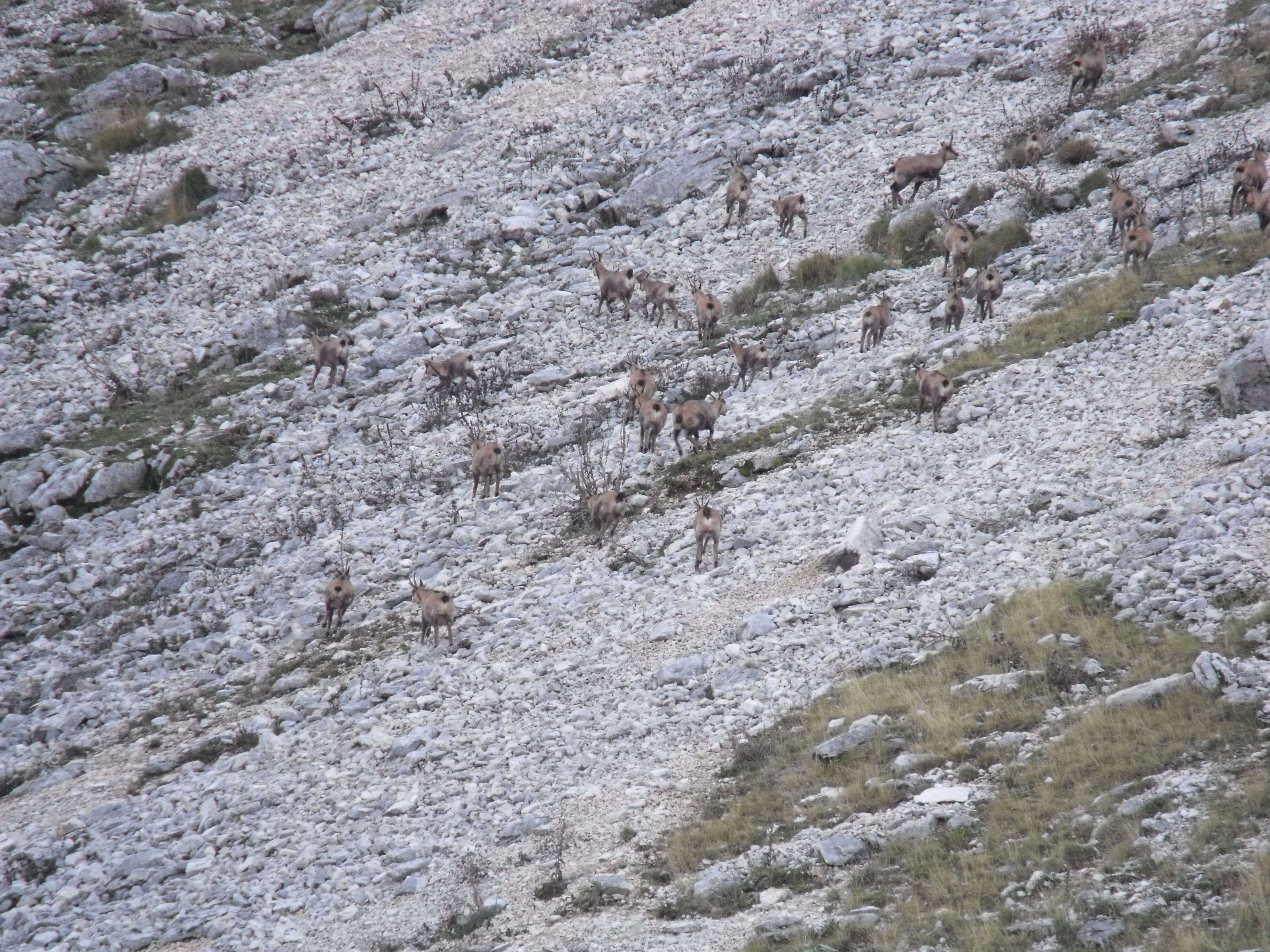 Image of chamois