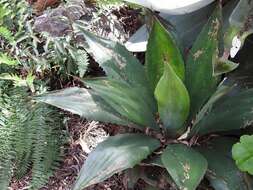 Image of Agave hiemiflora Gentry