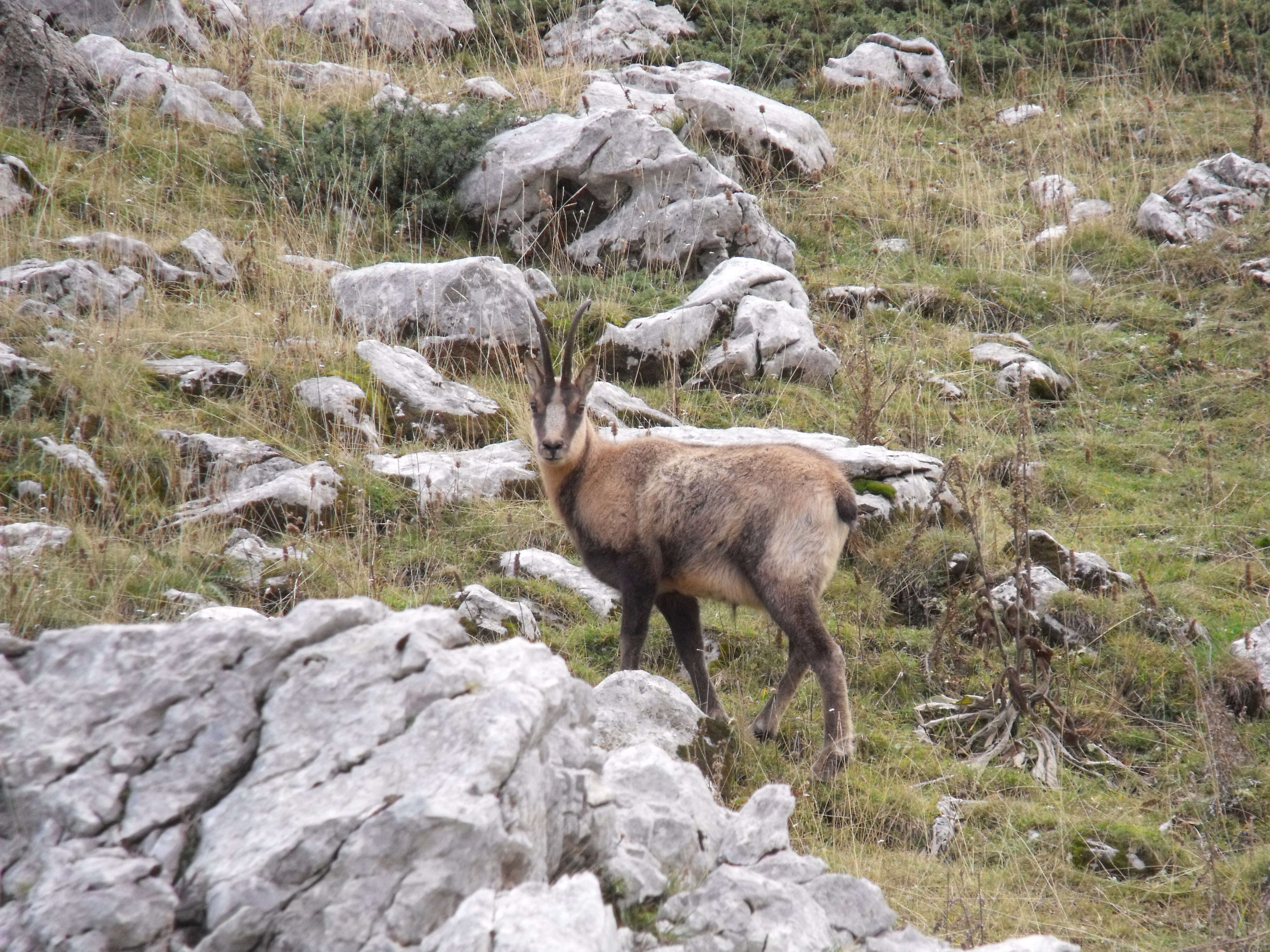 Image of chamois