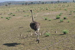 Image of ostriches