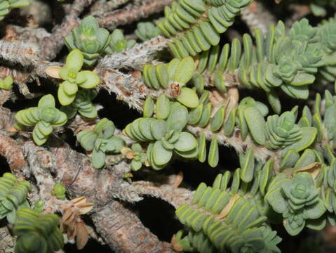 Image of Pimelea prostrata subsp. seismica C. J. Burrows