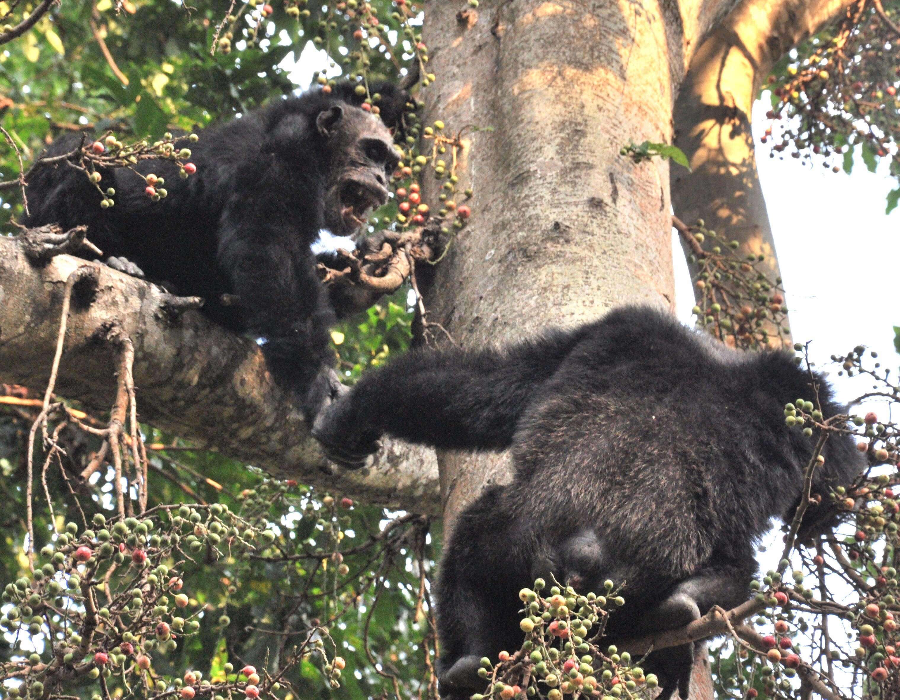 Image of Eastern Chimpanzee