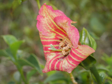 Image of Symbolanthus calygonus (Ruiz & Pav.) Griseb.