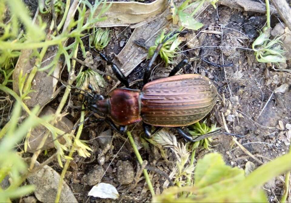 Image of Carabus (Macrothorax) morbillosus Fabricius 1792