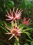 Image of Pavonia multiflora A. St.-Hil.