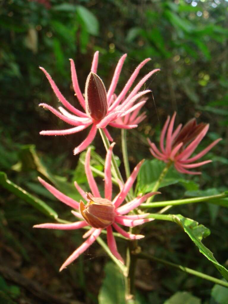 Image of Pavonia multiflora A. St.-Hil.