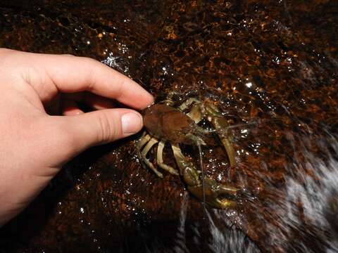 Image of Appalachian brook crayfish