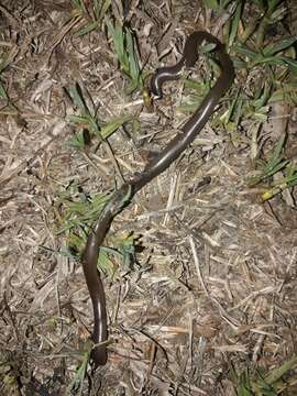 Image of Bibron's Blind Snake