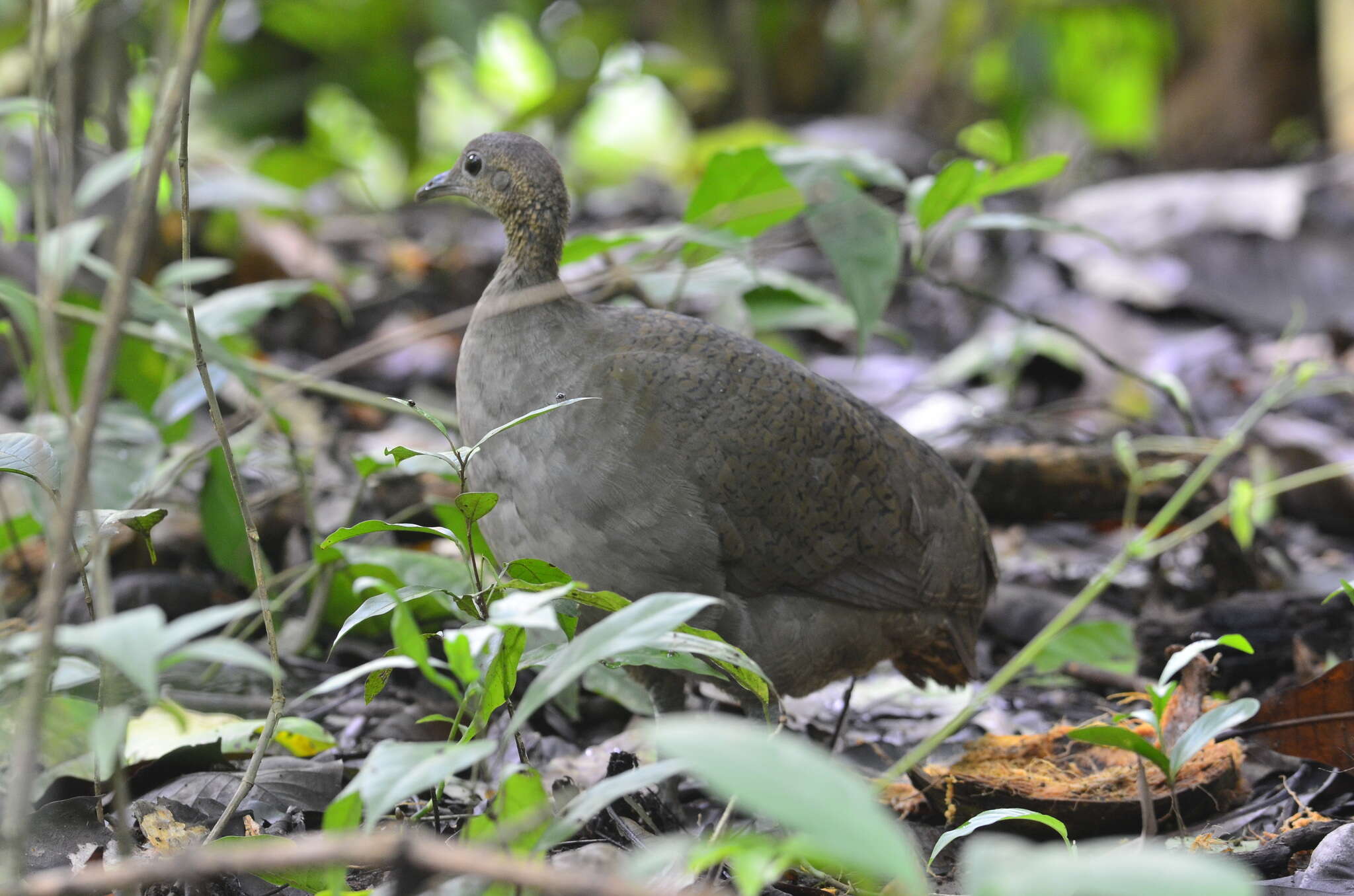 Image of Great Tinamou