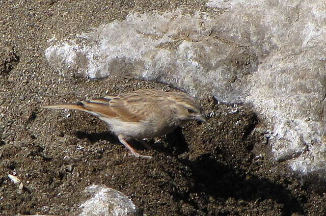 Sivun Emberiza impetuani impetuani Smith & A 1836 kuva