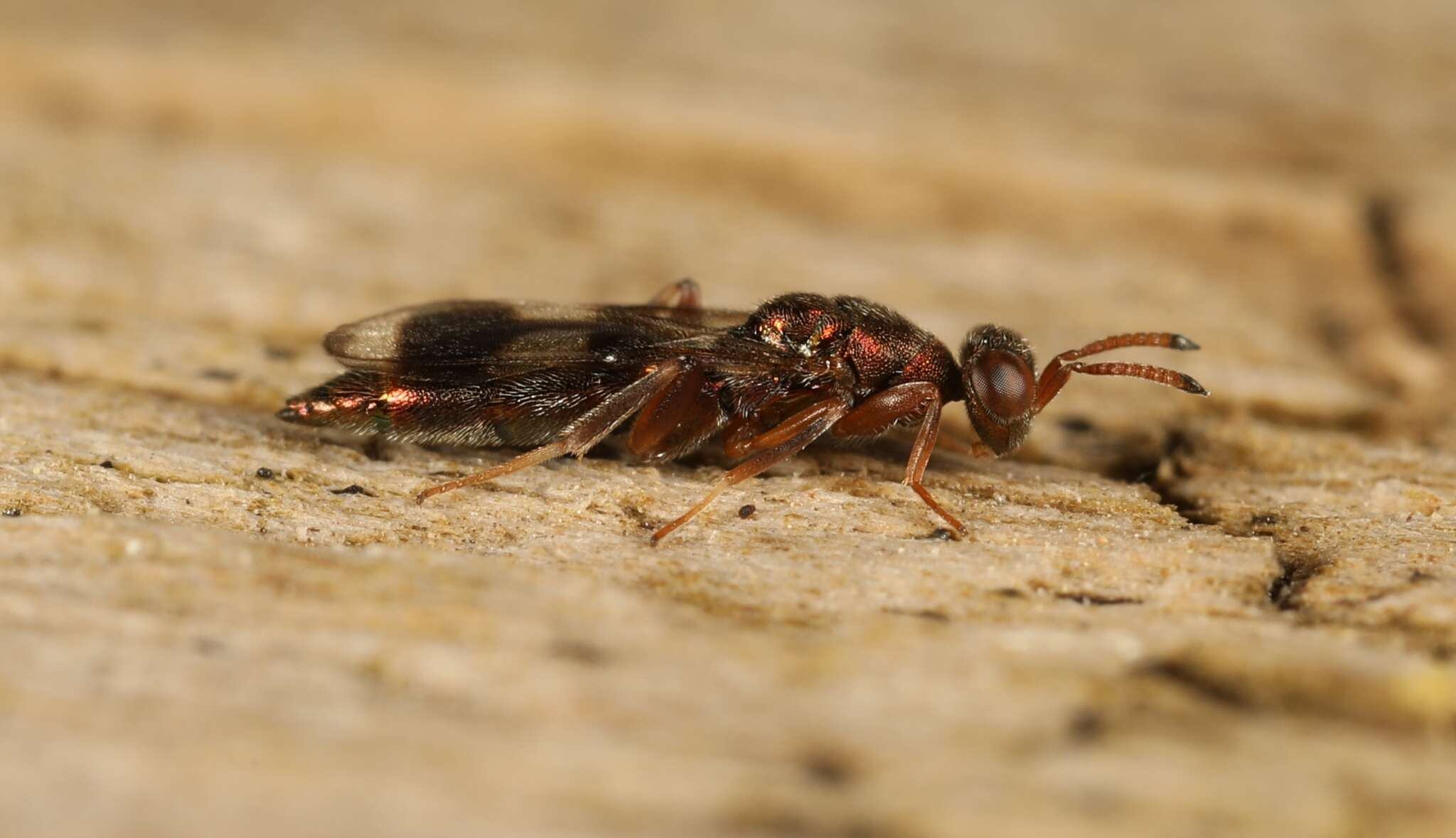 Cleonymus laticornis Walker 1837 resmi