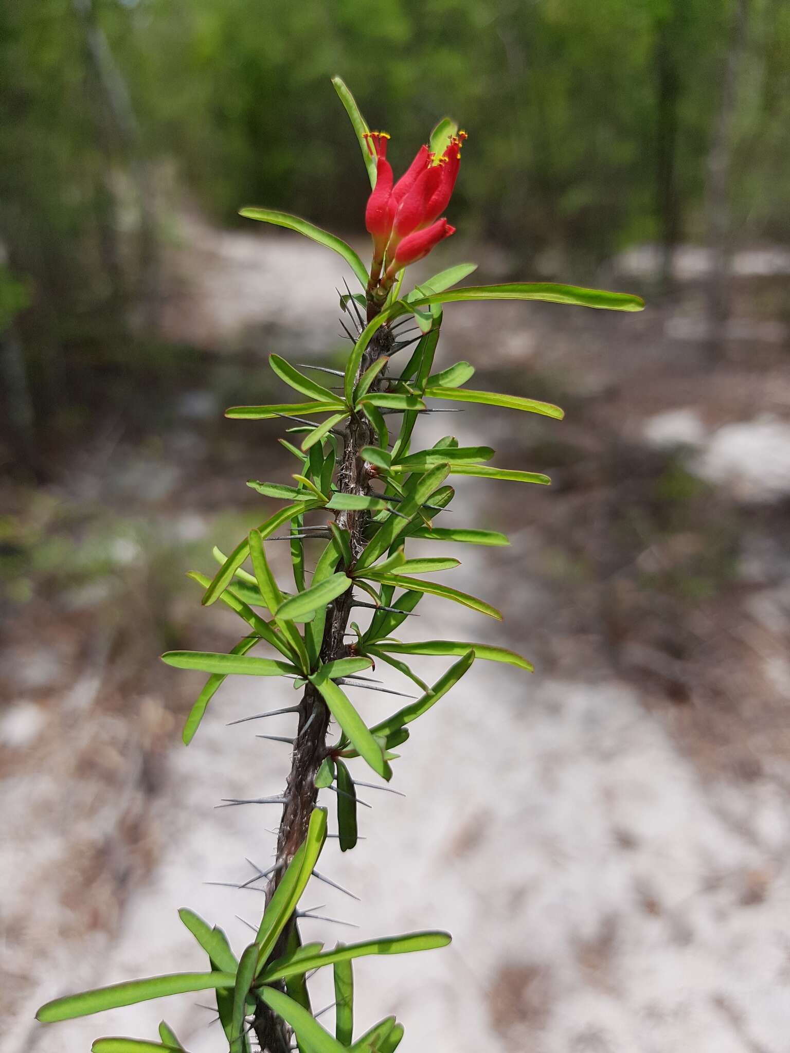 صورة Euphorbia pedilanthoides Denis