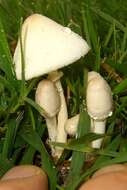 Image of Leucocoprinus cepistipes (Sowerby) Pat. 1889